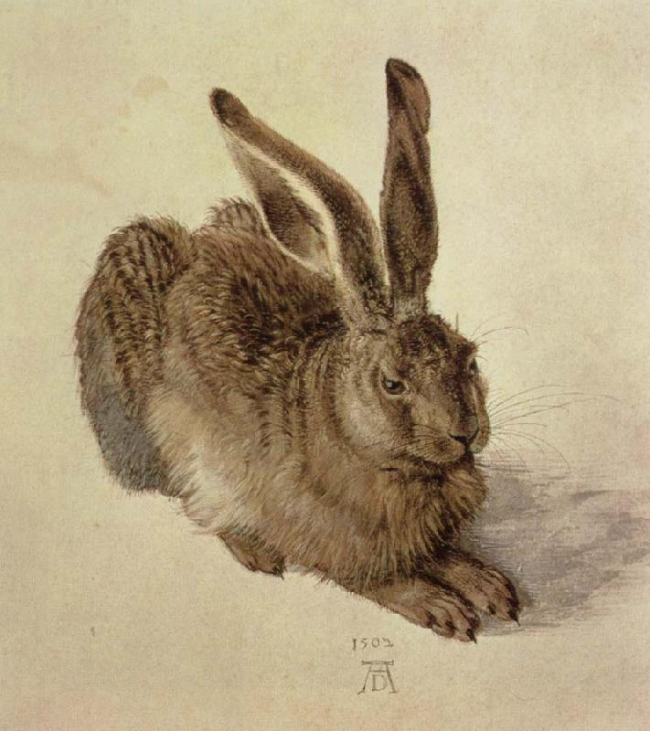 Albrecht Durer hare oil painting image